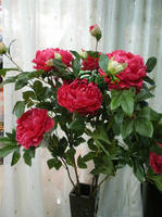 鲜花